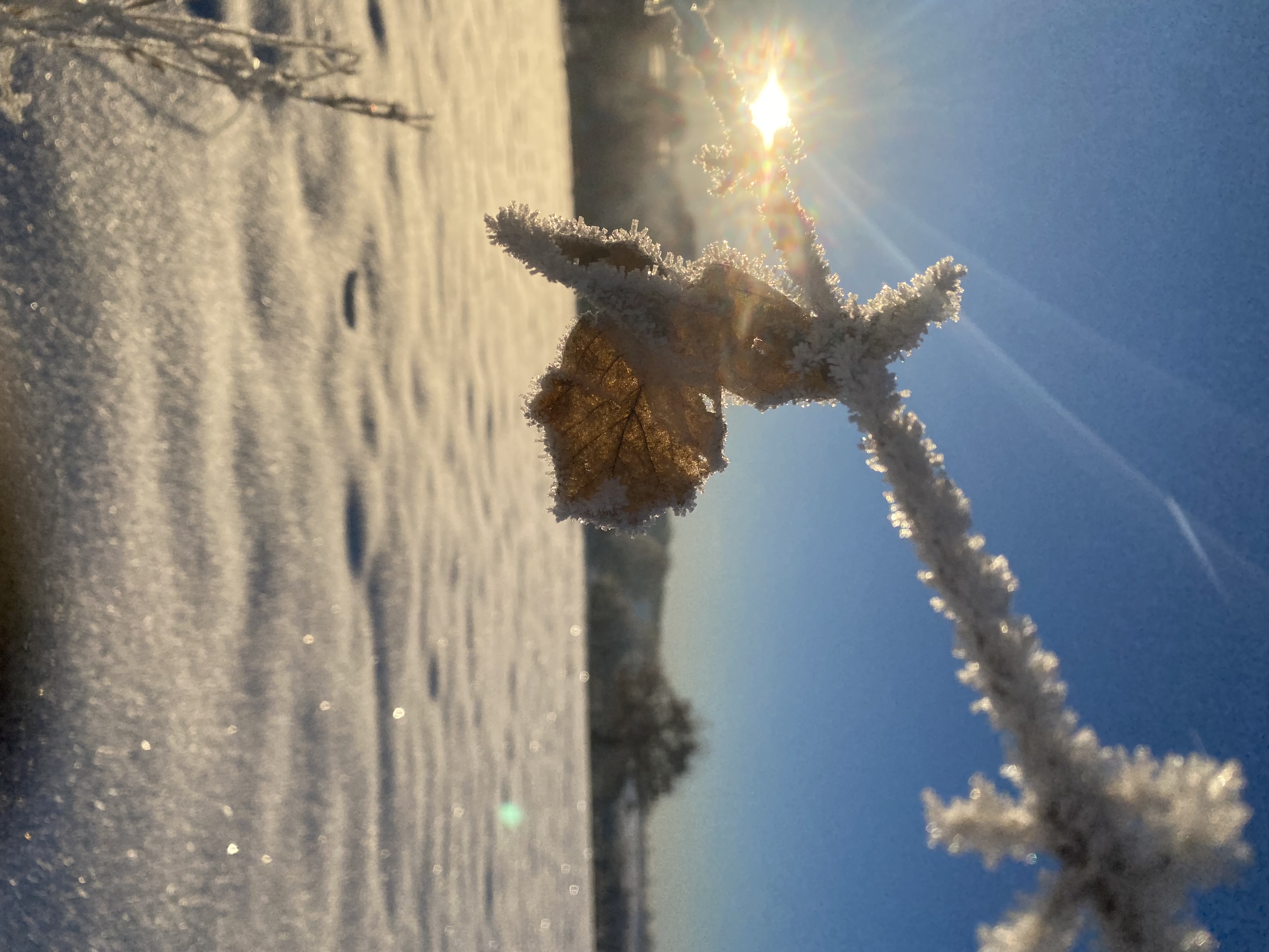 IMG_4012.jpeg