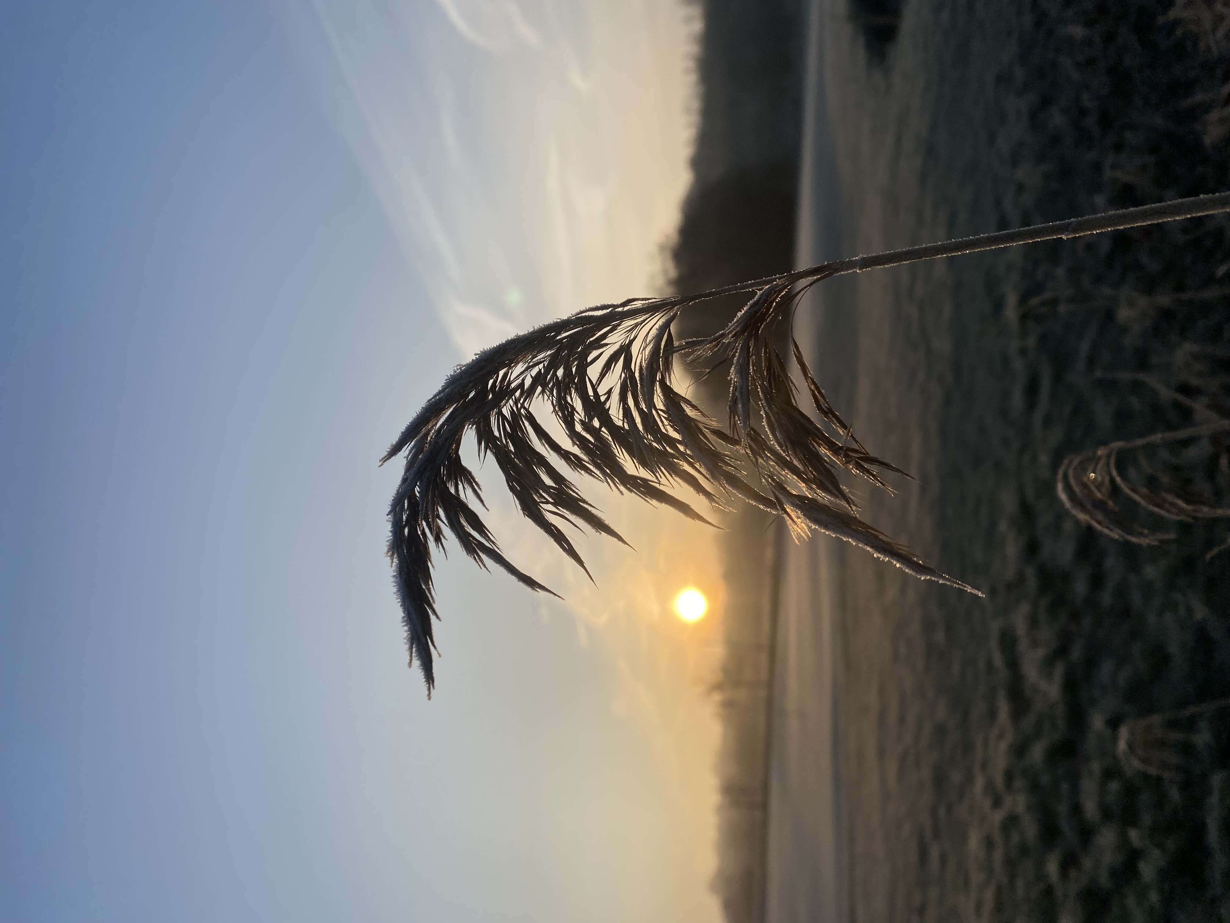IMG_4551.jpeg